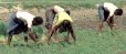 Workers in a rice field [click for larger image]